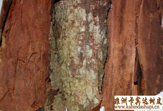 卡宾达树皮用法，卡宾达树皮成分，卡宾达树皮是什么，卡宾达树皮真假，非洲卡宾达树皮，